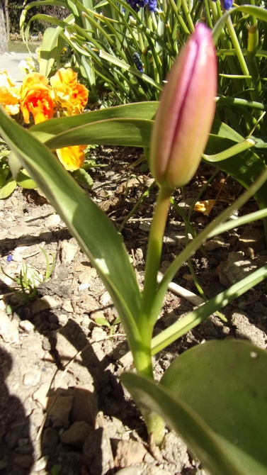 Tulipanek-jeden z pierwszych.