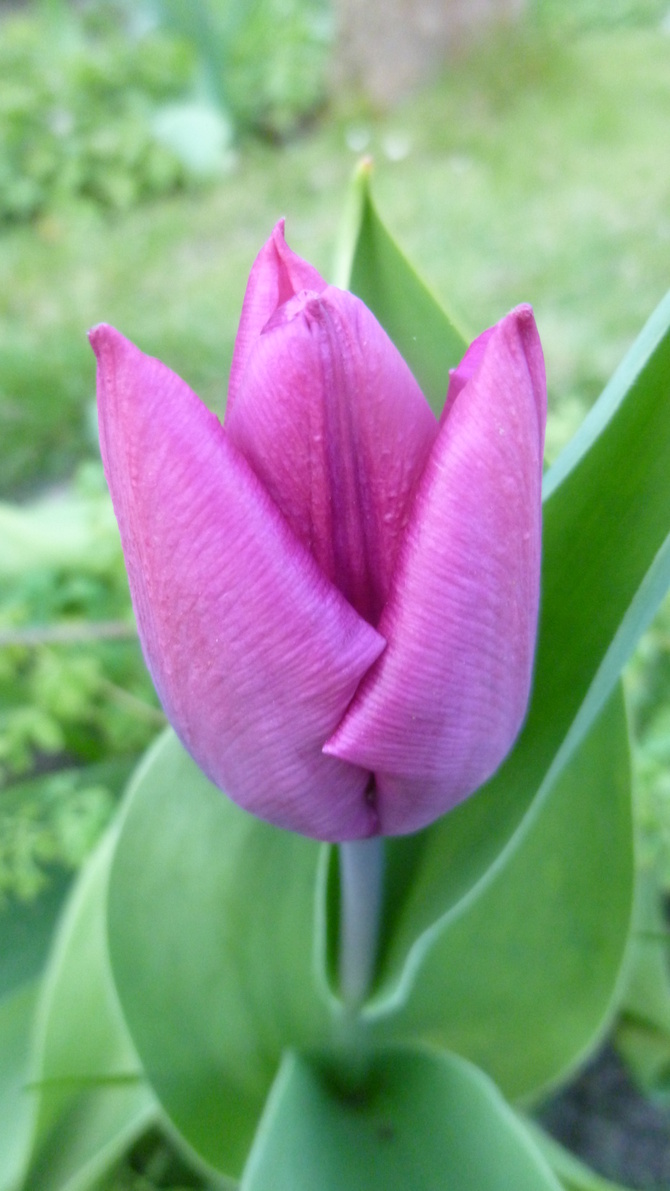 Tulipanu rządzą......