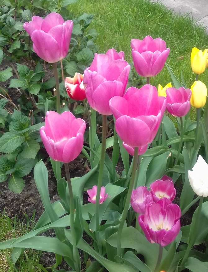 Tulipany o nazwie BARCELONA.