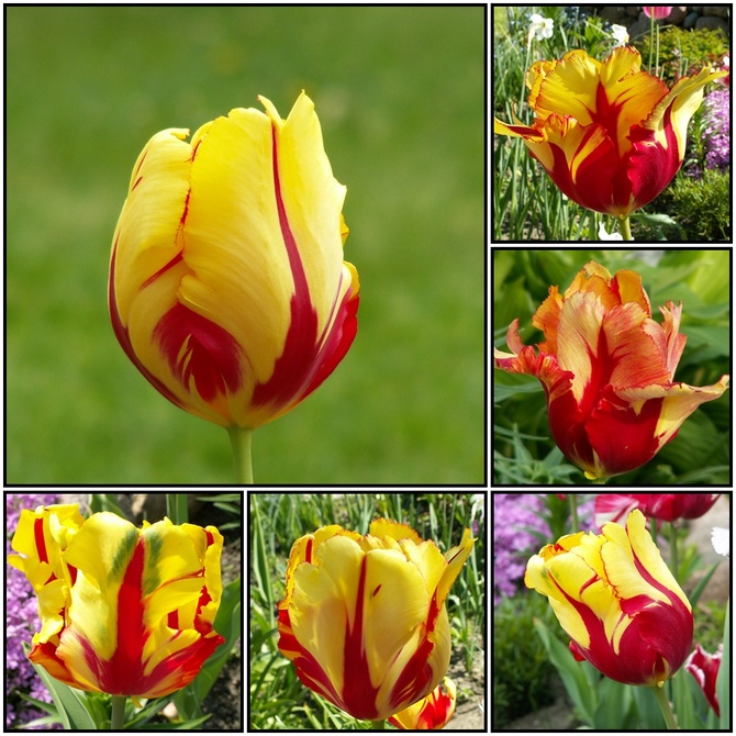 Wiosenne kwiaty-tulipany