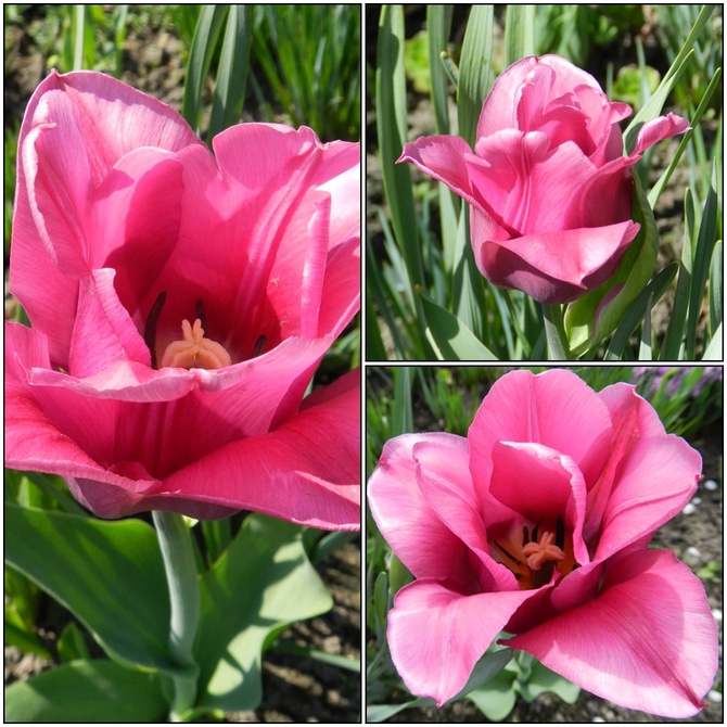 Wiosenne kwiaty-tulipany