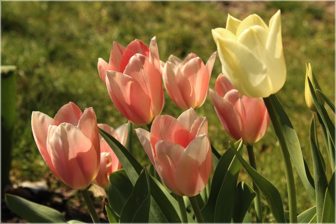 Zeszłoroczne tulipanki...