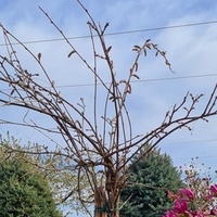 Glicynia i magnolia