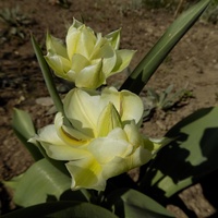 I jeszcze takie tulipany :)