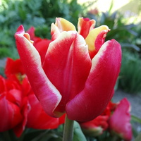 Jeżeli zapomnieliście o tulipanach. . . 