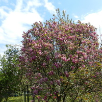 Magnolia drzewiasta