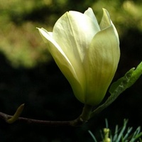 magnolia zielonkawa