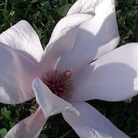 Magnoliowy kwiat w promykach 