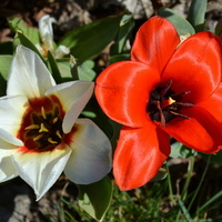Para tulipanów.