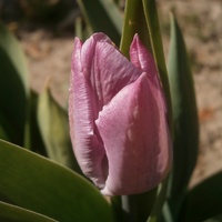 Pierwszy tulipanek :)