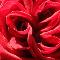 Róża królowa kwiatów