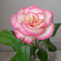 Róża o nazwie MOZART