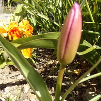 Tulipanek-jeden z pierwszych.