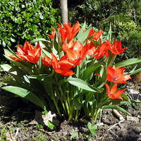 tulipany botaniczne 