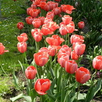 Tulipany czerwone