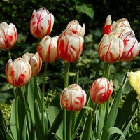 Tulipany dwukolorowe