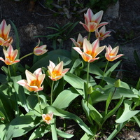 tulipany dwukolorowe