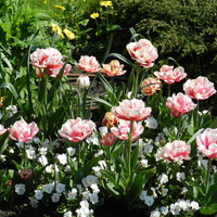Tulipany i bratki