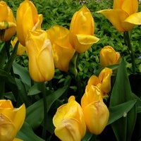tulipany żółte