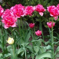 tulipany pełne