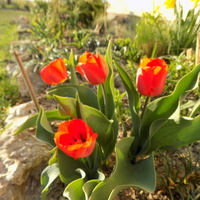 Tulipany szturmują :)