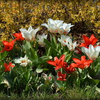 tulipany w parku
