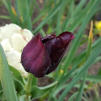 tylko 2 tulipy tego koloru rosną mi