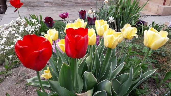 I jeszcze nieco tulipanów.