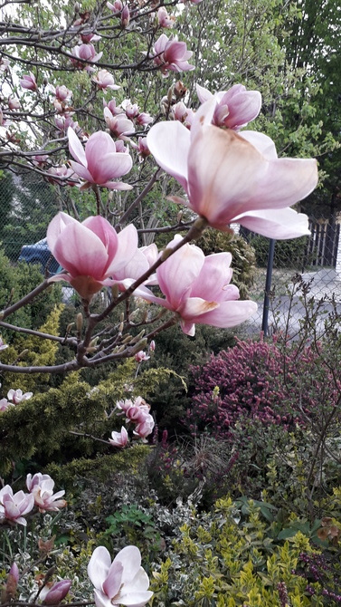 Magnolia odrabia...