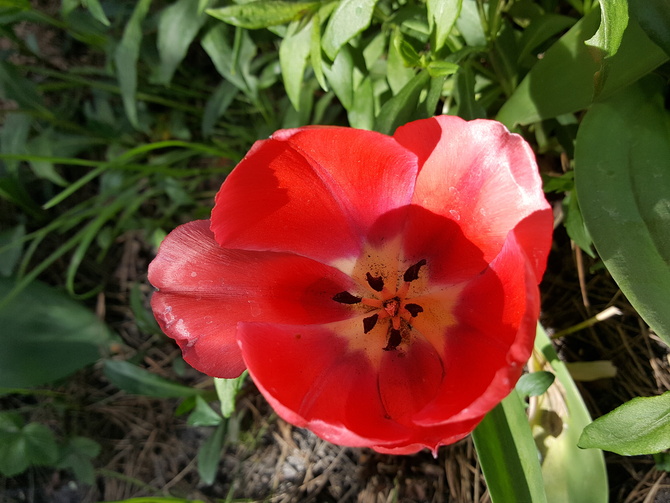 Mój tulip......
