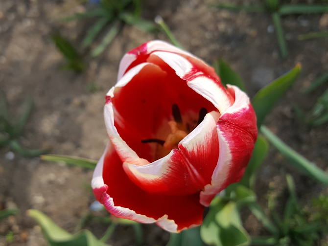 Mój tulip.....
