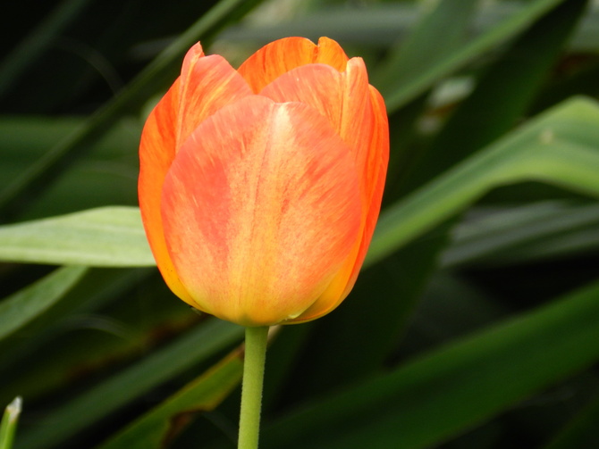 Tulipan  ,wiosenny kwiat