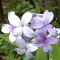 Bladofioletowe kwiaty