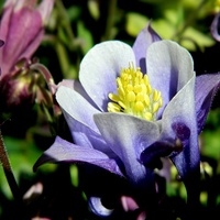 Cieniowany błękitem i fioletem:)