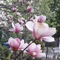 Magnolia odrabia...