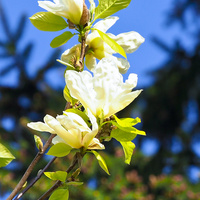 magnolia.....