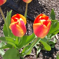 miastowe tulipany z 14 kwietnia