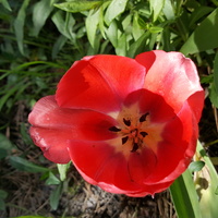 Mój tulip......