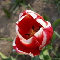 Mój tulip.....