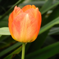 Tulipan  ,wiosenny kwiat