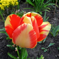Tulipany wiosenne kwiaty