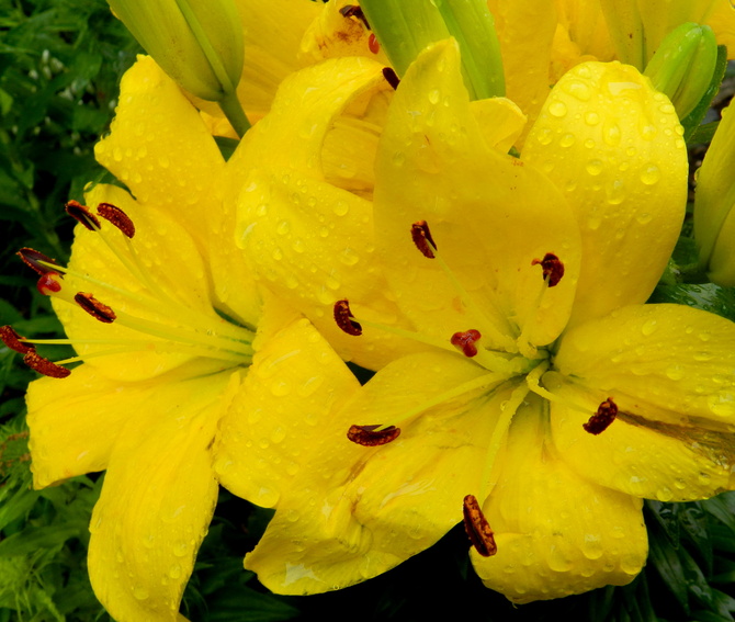 Lilia azjatycka żółta