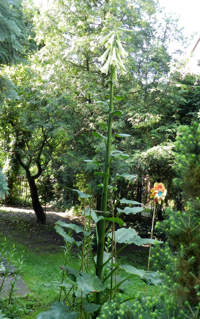 Lilia himalajska ,pierwsze kwiaty