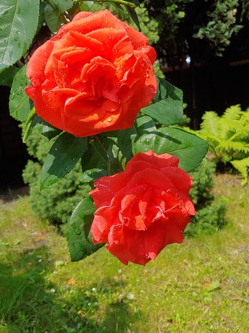 Moja róża wielkokwiatowa 