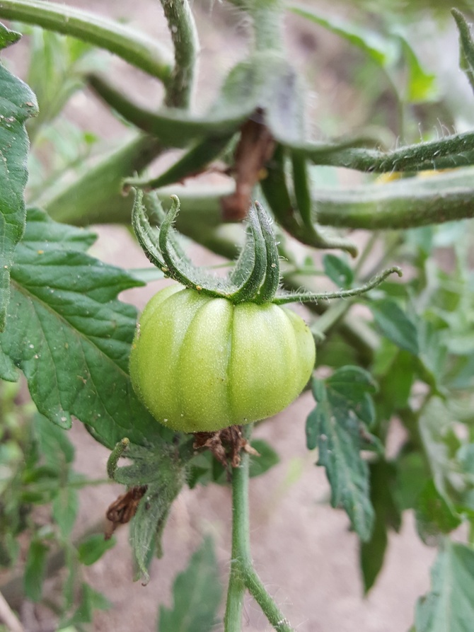 Pierwszy pomidor......