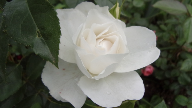 Róża cała na biało.