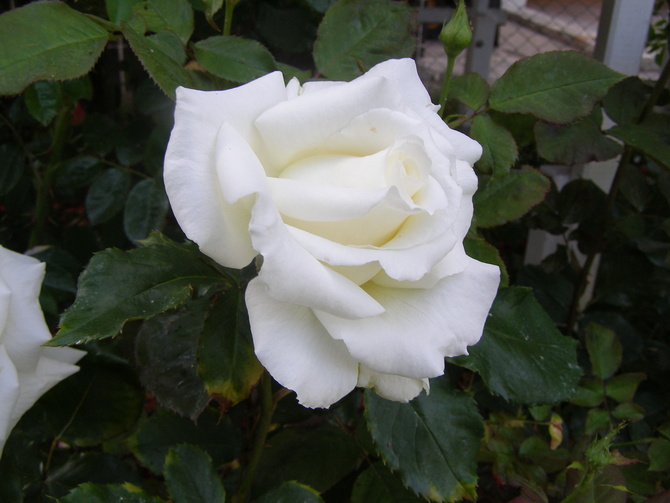 Róża Jan Paweł II