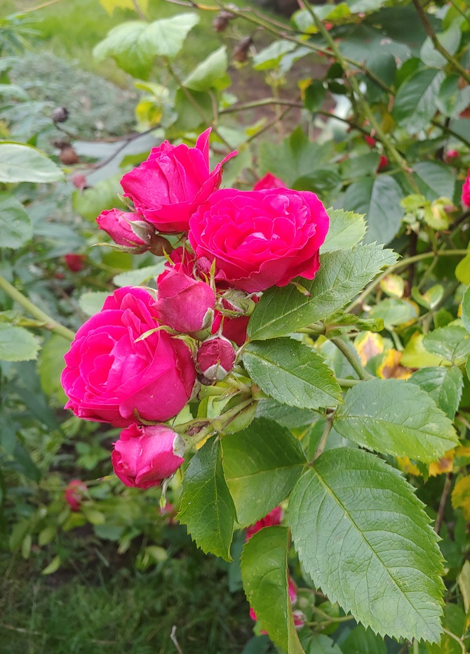 Róża w moim ogrodzie :) 