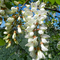 Kwiaty akacji