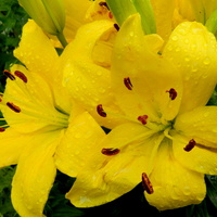 Lilia azjatycka żółta